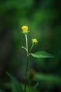 Bidens frondosa DevilÃ¢â¬â¢s Beggartick